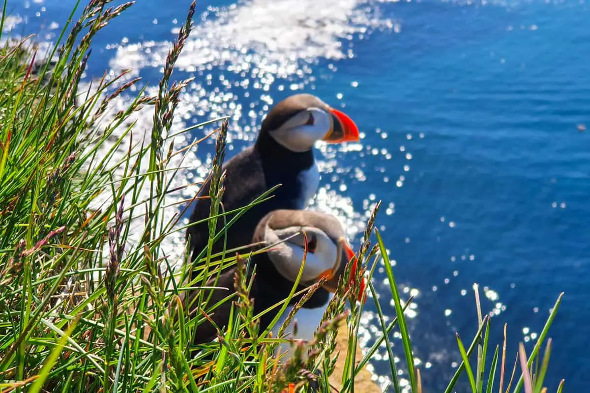 Puffins on cliff in Iceland