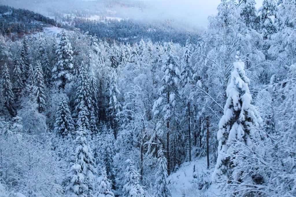 Snowy trees in Norway