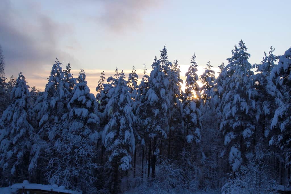 Sun rises over snowy trees