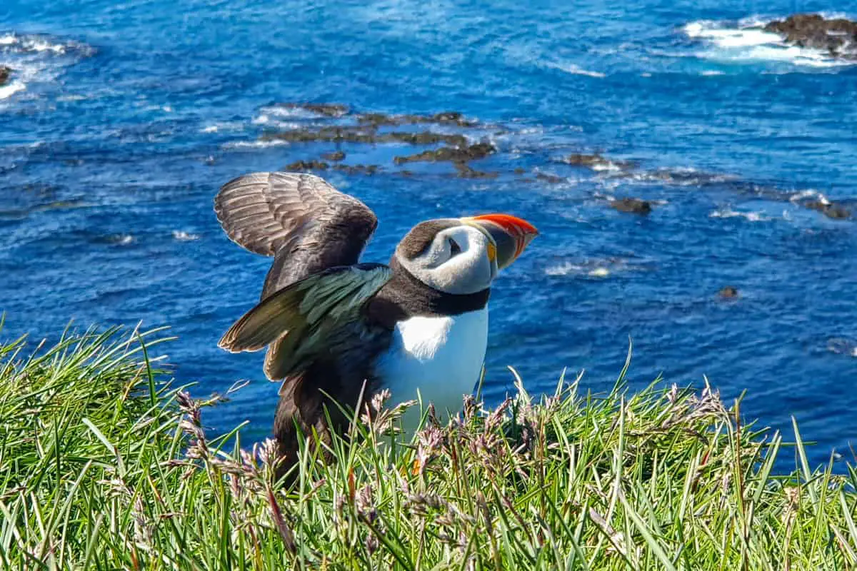 Where to see puffins in Iceland