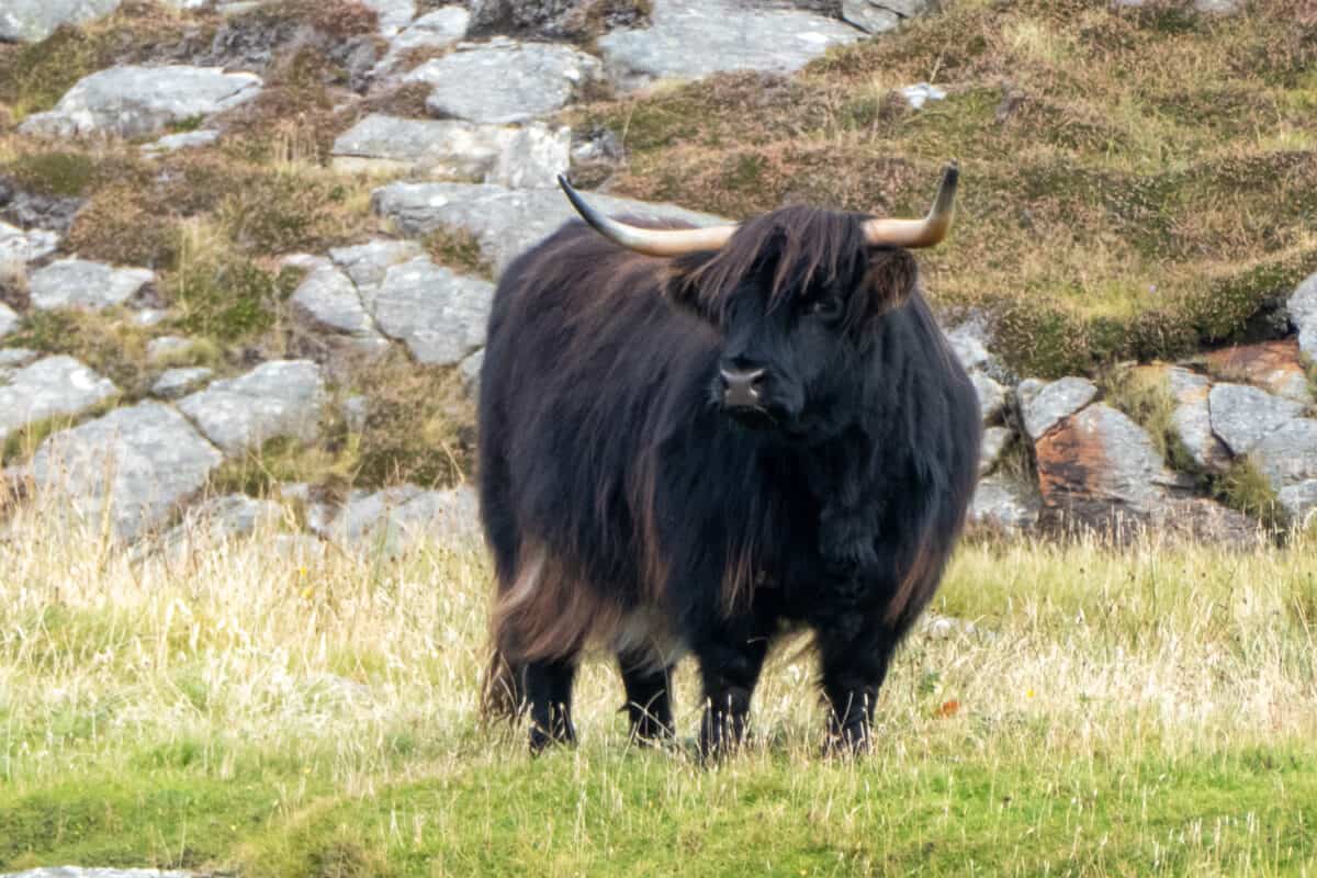 Highland coo 1