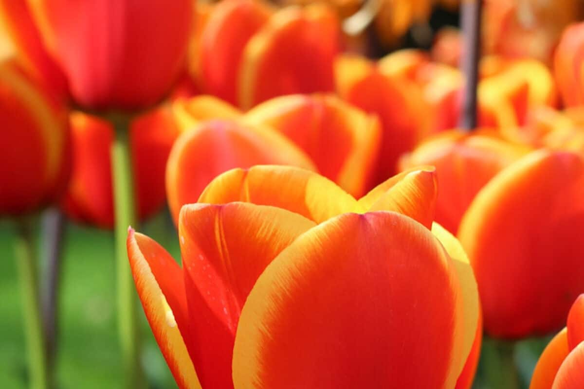 keukenhof tulips