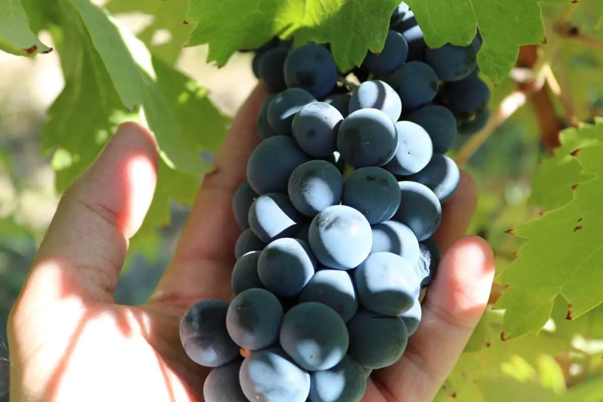 Grapes from Ribera del Duero