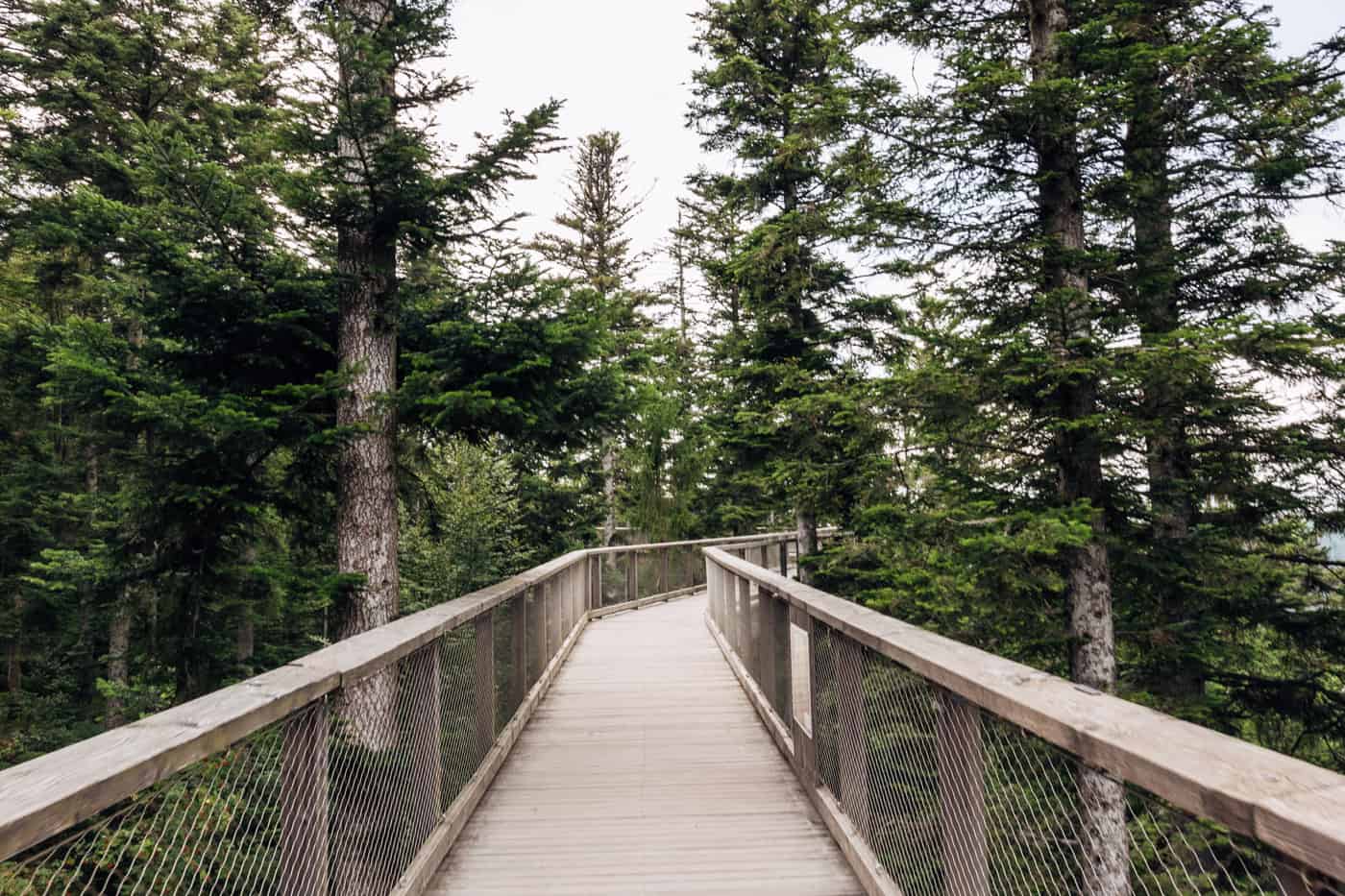 Treetop Walk - Bad Wildbad 1