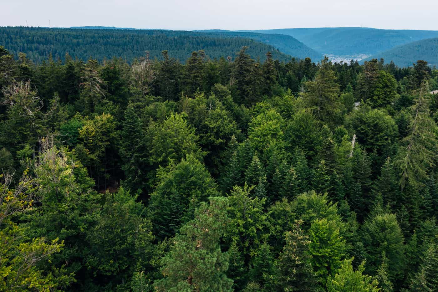 Treetop Walk - Bad Wildbad 2