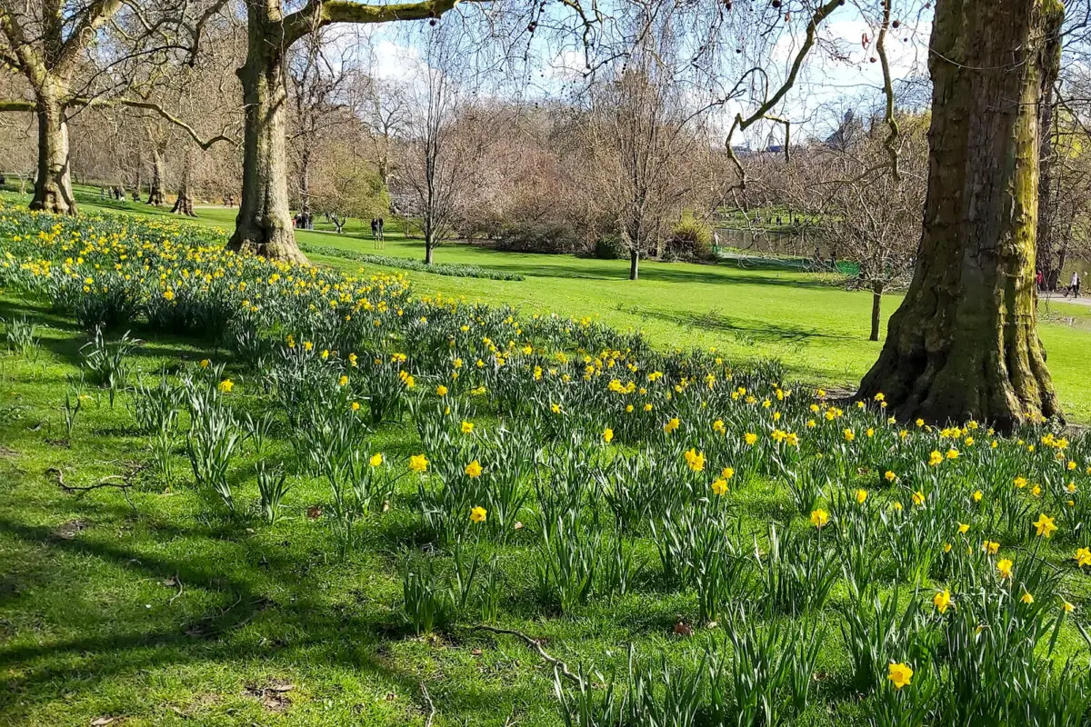 London daffodils