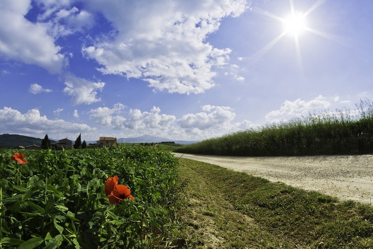 Poppies in Tuscany