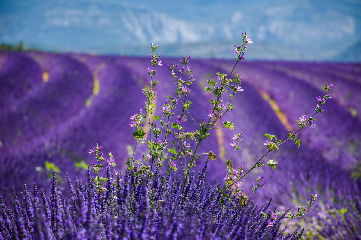 Provence lavender