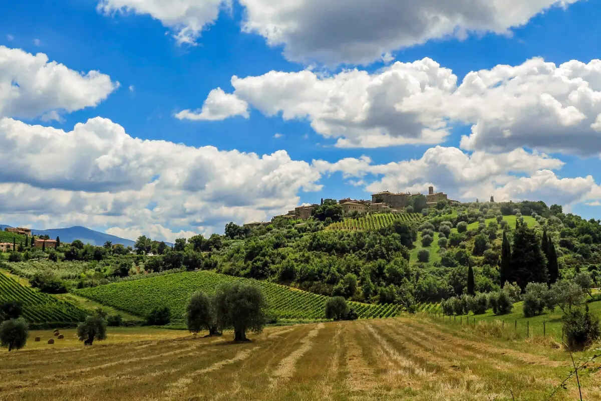 Wineyard, Tuscany