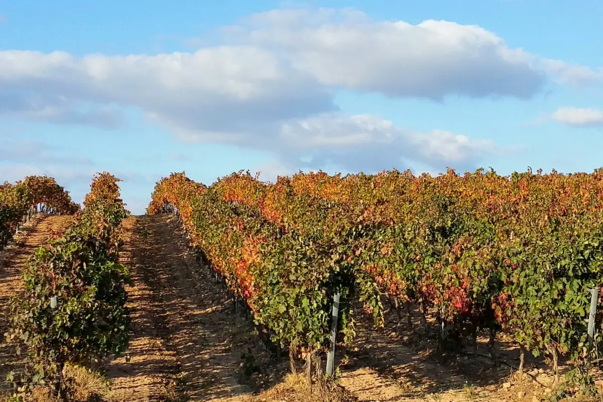 Vineyard La Rioja
