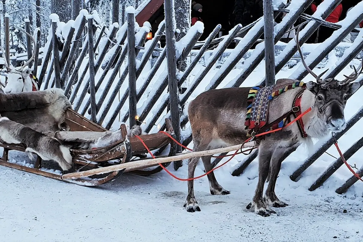  Reindeer slide at Lapland